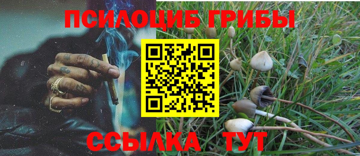 Псилоцибиновые грибы Psilocybine cubensis Тавда